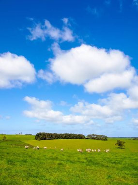 koyun sürüleri ile yeşil çimen