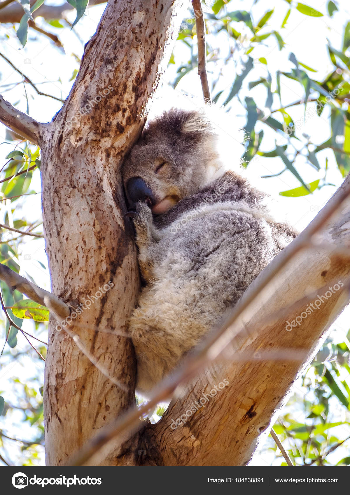 Cute Australian sleepy koala bear — Stock Photo © simpleBE ...