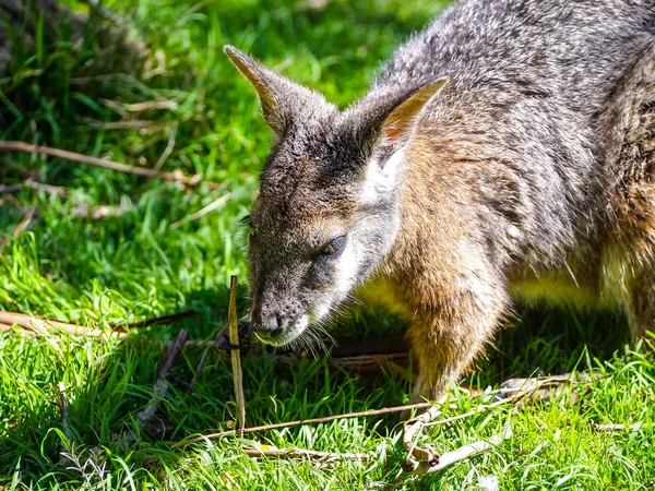 Le wallaby à cou rouge ou wallaby Bennett — Photo