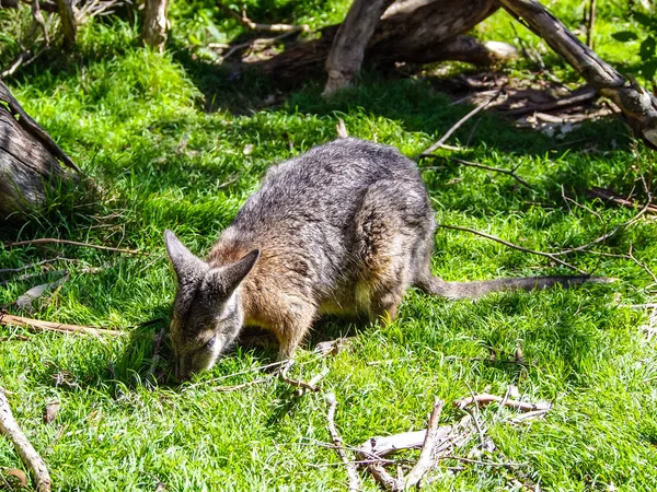 Le wallaby à cou rouge ou wallaby Bennett — Photo