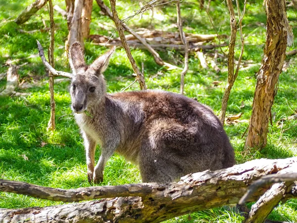 Das rothalsige wallaby oder bennett wallaby — Stockfoto