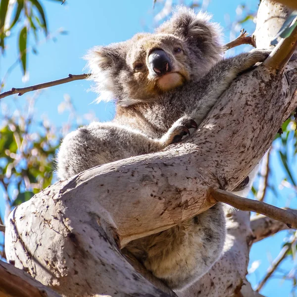귀여운 호주 잠자는 코알라 곰 — 스톡 사진