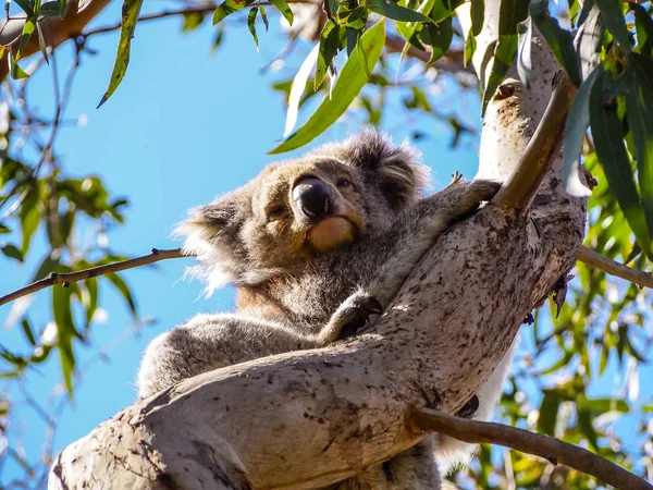 귀여운 호주 잠자는 코알라 곰 — 스톡 사진