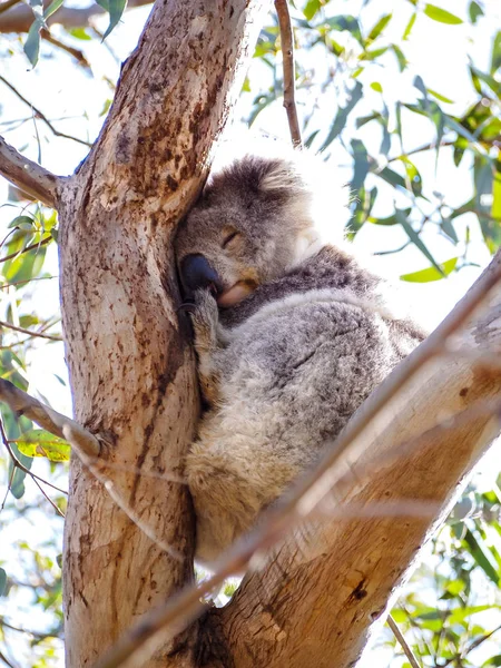Niedlicher australischer schlafender Koalabär — Stockfoto