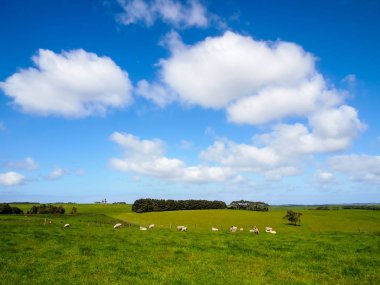 koyun sürüleri ile yeşil çimen