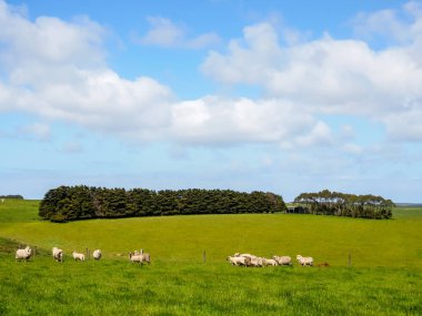 koyun sürüleri ile yeşil çimen