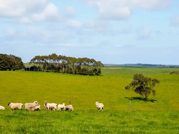Zielona trawa z stad owiec — Zdjęcie stockowe