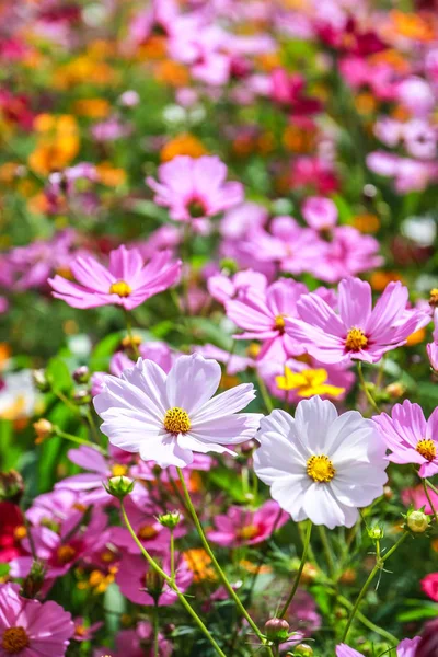 野に咲く色とりどりのコスモスの花 — ストック写真