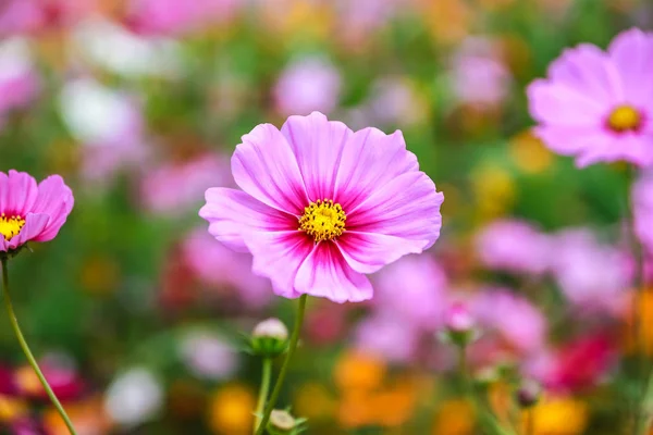 野に咲く色とりどりのコスモスの花 — ストック写真