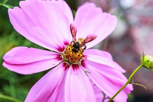 Крупный план пчелы на цветке космоса — стоковое фото