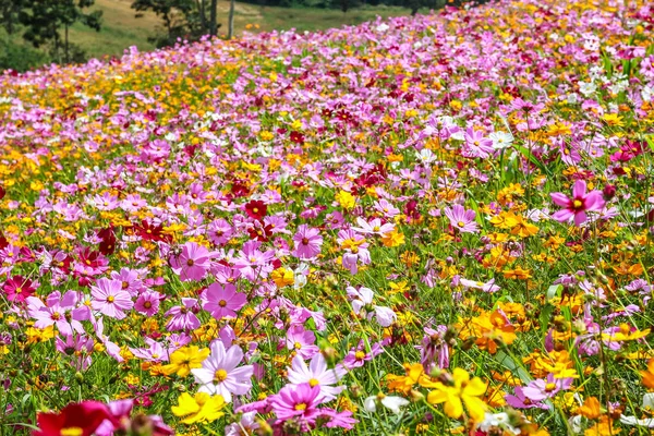 野に咲く色とりどりのコスモスの花 — ストック写真
