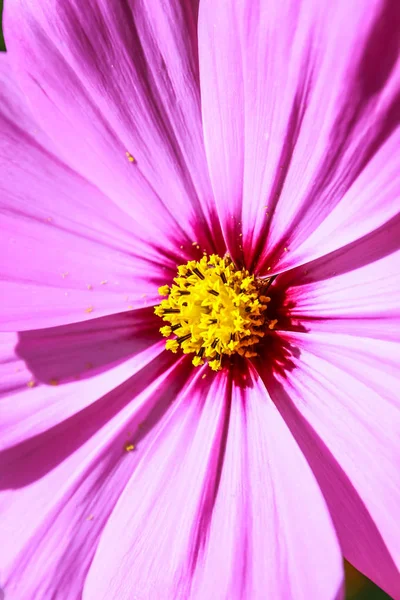 Flor colorida del cosmos floreciendo en el campo —  Fotos de Stock