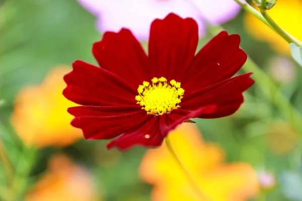 Flor colorida del cosmos floreciendo en el campo —  Fotos de Stock