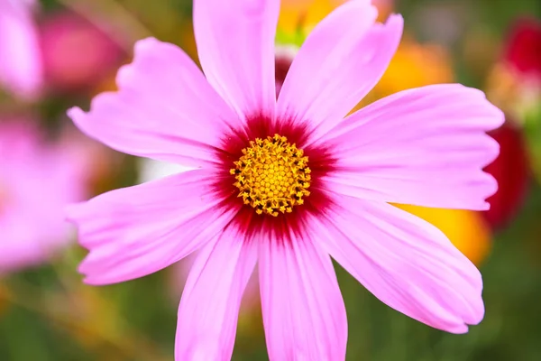 Kolorowy kosmos kwiat kwitnący w dziedzinie — Zdjęcie stockowe