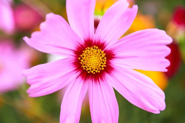 野に咲く色とりどりのコスモスの花 — ストック写真