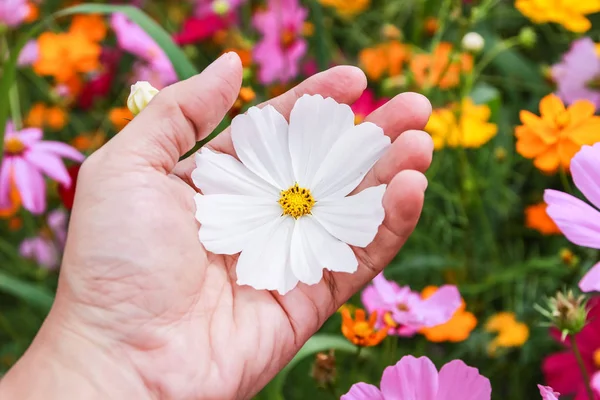 Flor colorida del cosmos floreciendo en el campo —  Fotos de Stock