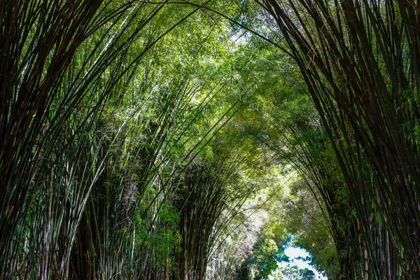 Túnel de bambú en granja ecológica — Foto de Stock