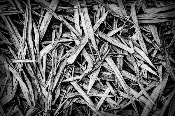 Close up of dry bamboo leaves on the ground, — Stock Photo, Image