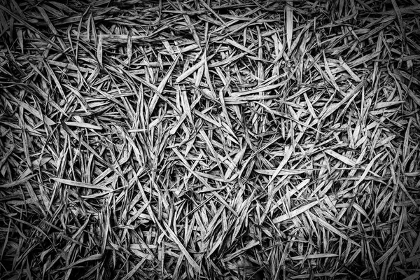Close up of dry bamboo leaves on the ground, — Stock Photo, Image
