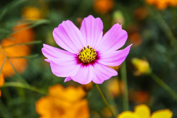 野に咲く色とりどりのコスモスの花 — ストック写真