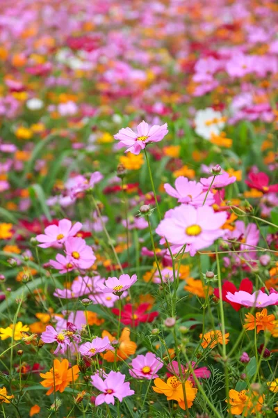 Flor colorida del cosmos floreciendo en el campo — Foto de Stock