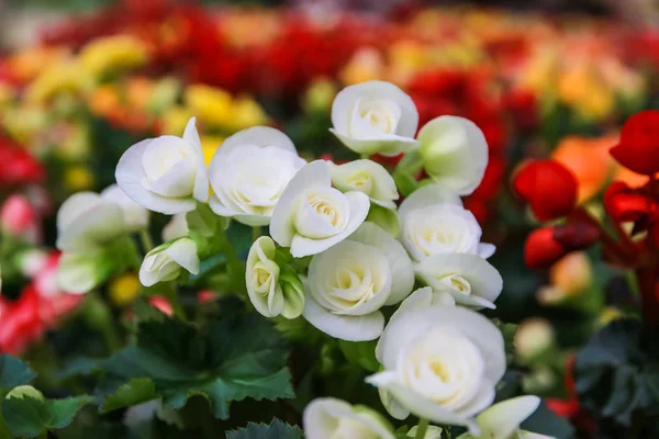 Modello di bellissimi fiori naturali begonia — Foto Stock