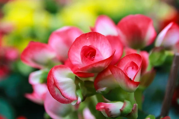 Pattern of beautiful natural  begonia flowers — Stock Photo, Image