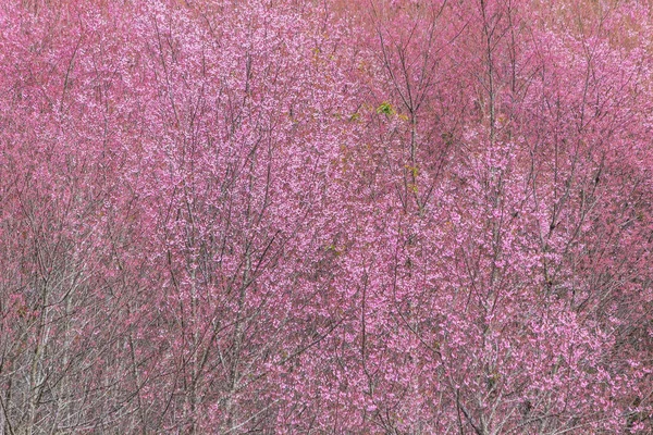 Reina tigre Sakura, Flor de cerezo — Foto de Stock