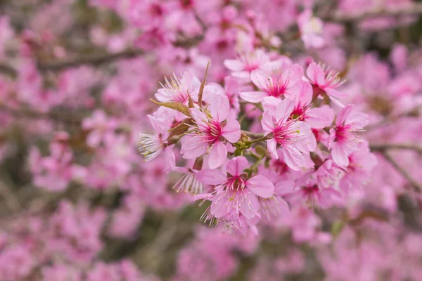 Βασίλισσα τίγρη Sakura, ανθισμένες κερασιές — Φωτογραφία Αρχείου