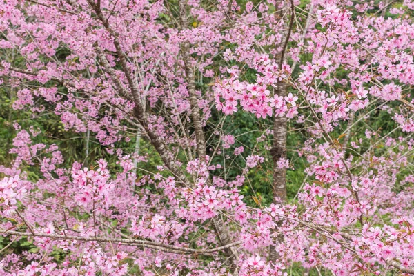 Βασίλισσα τίγρη Sakura, ανθισμένες κερασιές — Φωτογραφία Αρχείου