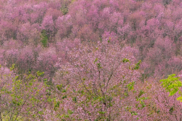 퀸 타이거 사쿠라, 벚꽃 — 스톡 사진