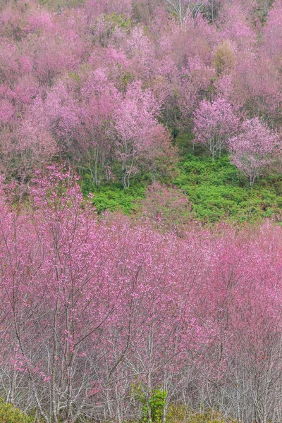 大老虎樱花, 樱花 — 图库照片