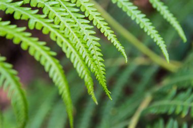Ormanda büyüyen yeşil yemyeşil eğrelti otları