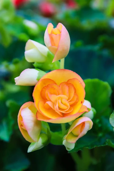 Begonia flores textura plena florescendo no jardim de flores — Fotografia de Stock