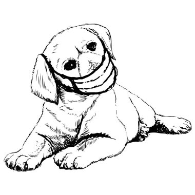 Maskeli Labrador Retriever köpeğinin el çizimi çizimi.