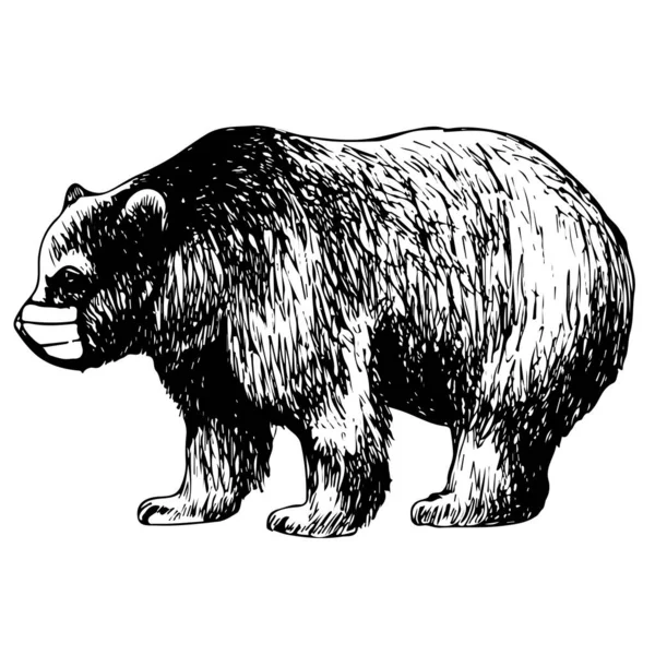 白地に仮面をつけたクマの手描きイラスト — ストックベクタ