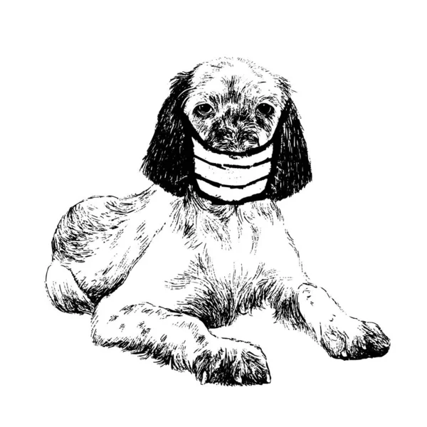 無料手スケッチ図の英語セッター犬でマスクドアハンドが描かれています — ストックベクタ