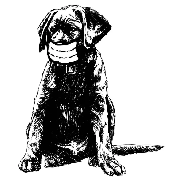 Croquis Main Levée Illustration Labrador Retriever Chien Avec Masque Gribouillage — Image vectorielle