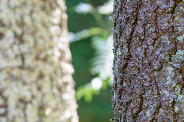 İki mayo portre, makro. Bazı yeşil liken ve gri-kahverengi