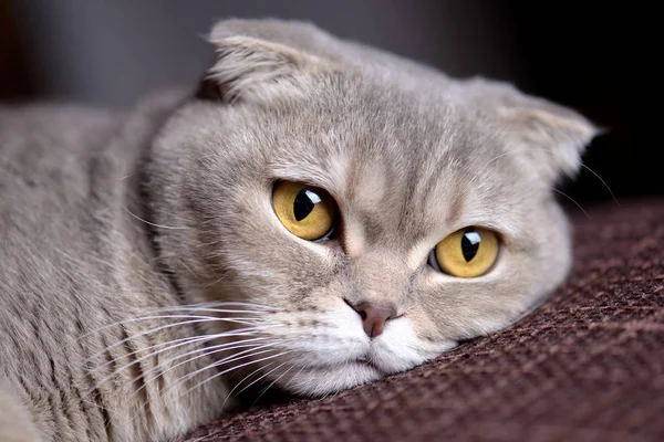スコティッシュフォールドの猫 — ストック写真