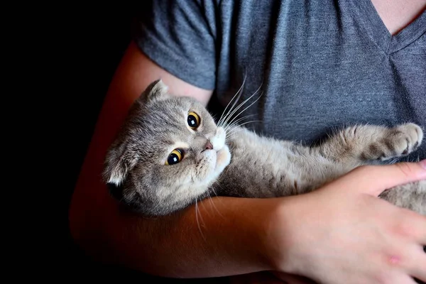 Arrabbiato scozzese Piegare gatto nelle mani del proprietario . — Foto Stock