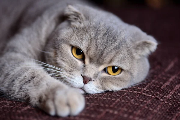 Il mio gatto scozzese Piegare — Foto Stock