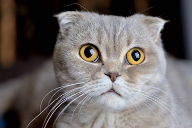 İskoç Fold benim kedim. Favori evcil hayvan.