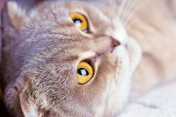 スコティッシュフォールドの猫で 好きなペット — ストック写真
