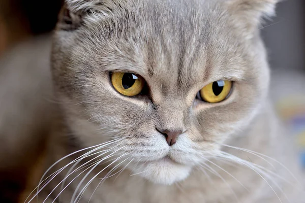 スコティッシュフォールドの猫で 好きなペット — ストック写真