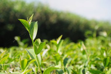 Yeşil çay bud ve taze yaprakları bir çay tarlaları