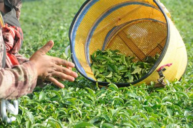 Malzeme çekme ve çay yaprakları çay plantasyon içinde kırma işçi