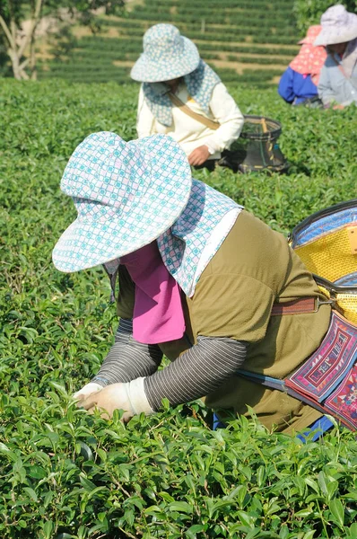Çay yaprakları çay plantasyon içinde toplama işçiler — Stok fotoğraf