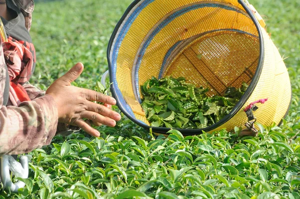 Obrero recogiendo y triturando hojas de té en una plantación de té — Foto de Stock