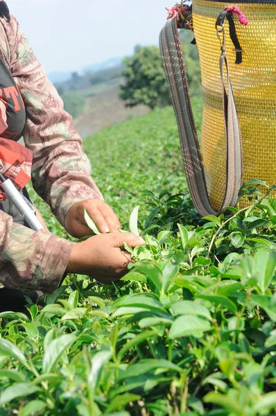 手で茶畑の茶葉を拾って — ストック写真